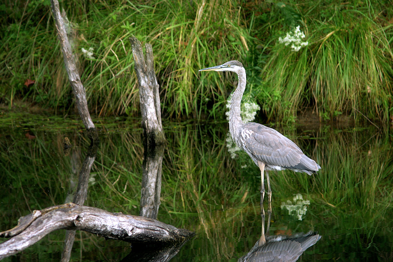  Heron