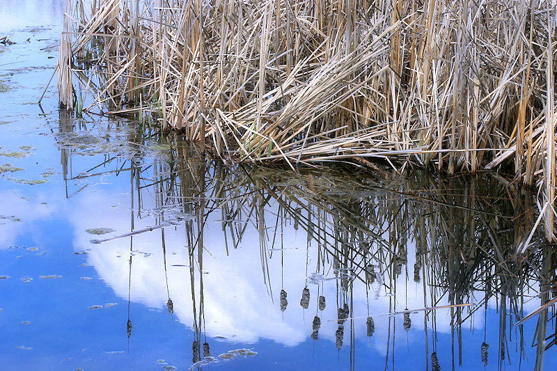 Among the Reeds