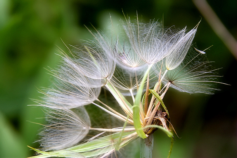Delicate