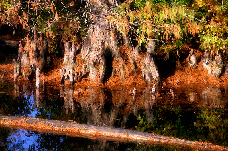 Beneath the Cypress 