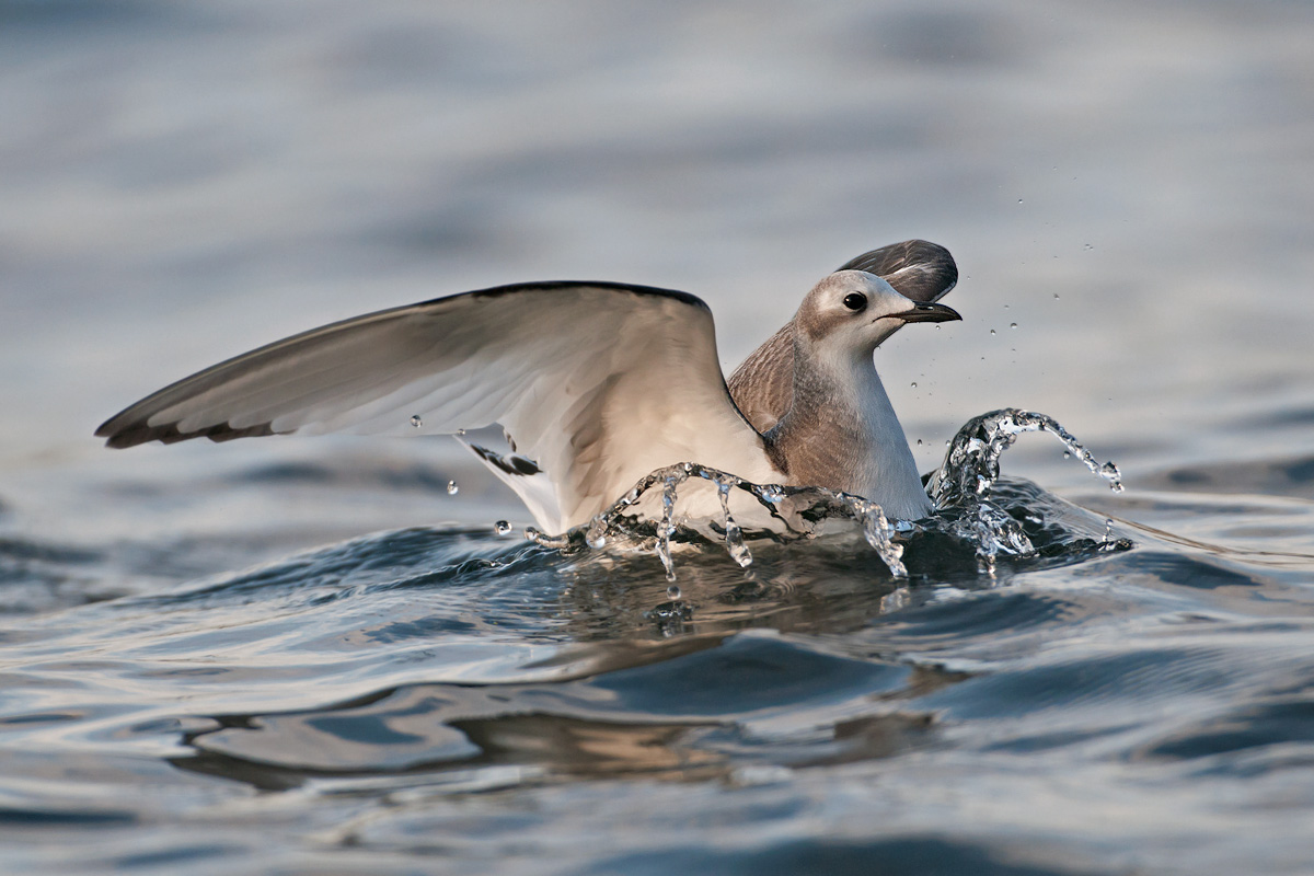 Xema sabini <br> Sabines Gull <br> Schwalbenmöwe