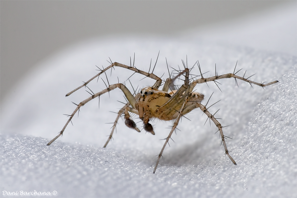Striped lynx spider, Oxyopes salticus