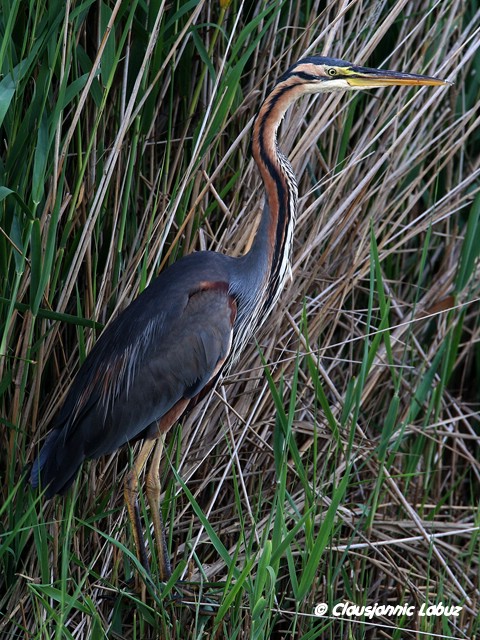 Purple Heron / Purpurhejre