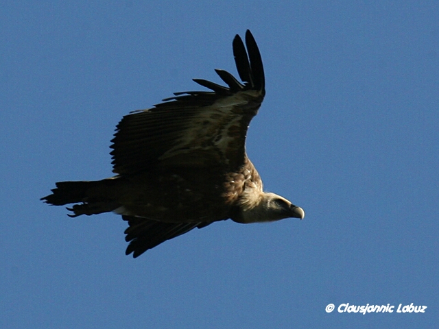 Griffon Vulture / Gsegrib