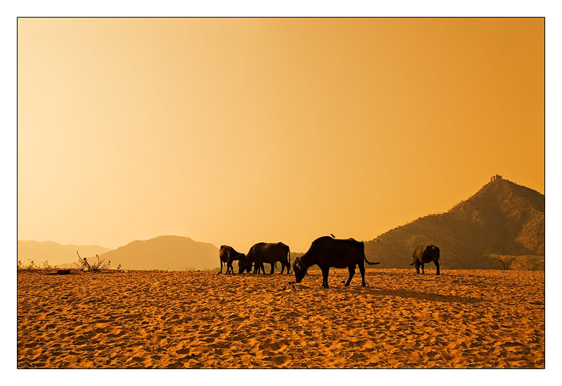 Buffaloes at dusk 02