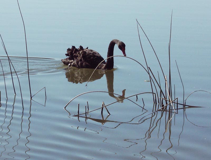  Black swan