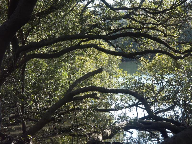 Suburban Mangroves