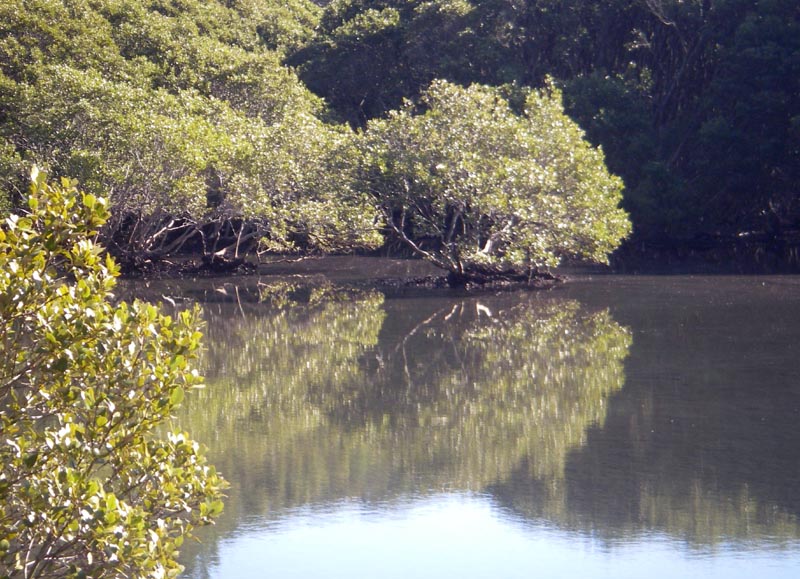 Head of North Arm Cove