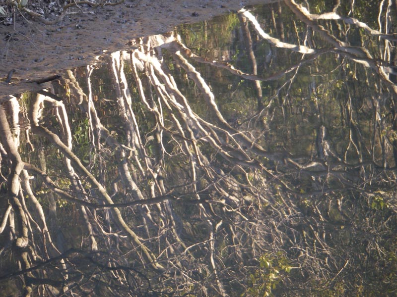 Reflected mangroves