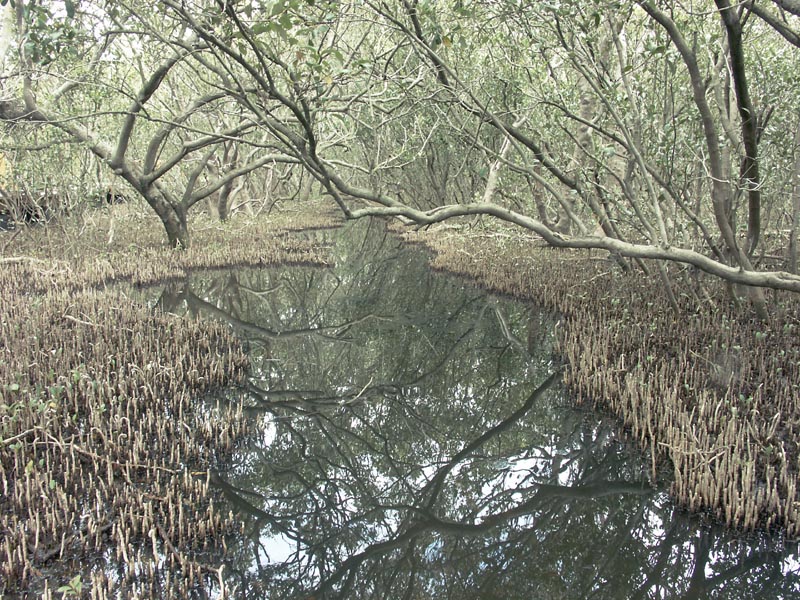 Swamp in Bicentennial Park