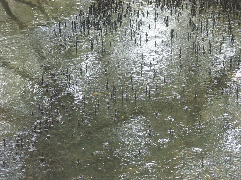 Tide coming in over mangroves