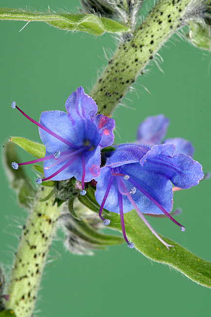 Echium vulgare<br>Vipers Bugloss (Blueweed)<br>Slangenkruid