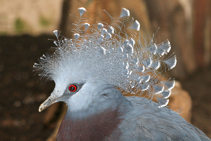 Goura victoria <br>Victoria Crowned-Pigeon <br>Waaierduif 