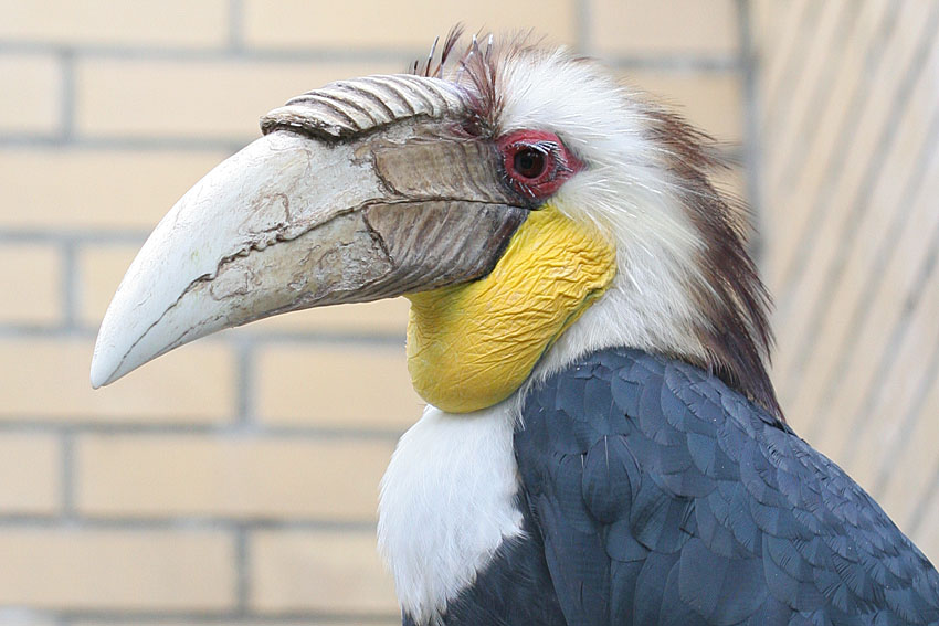 Rhyticeros undulatus <br>Undulated Hornbill <br>Jaarvogel 