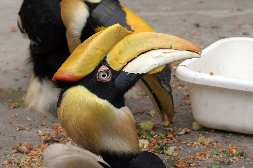 Buceros bicornis <br>Great Hornbill <br>Dubbelhoornige neushoornvogel 