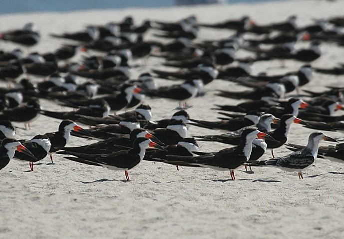 Black Skimmers