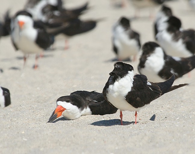 Black Skimmers