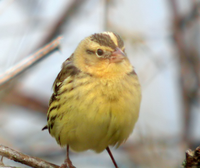 Bobolink