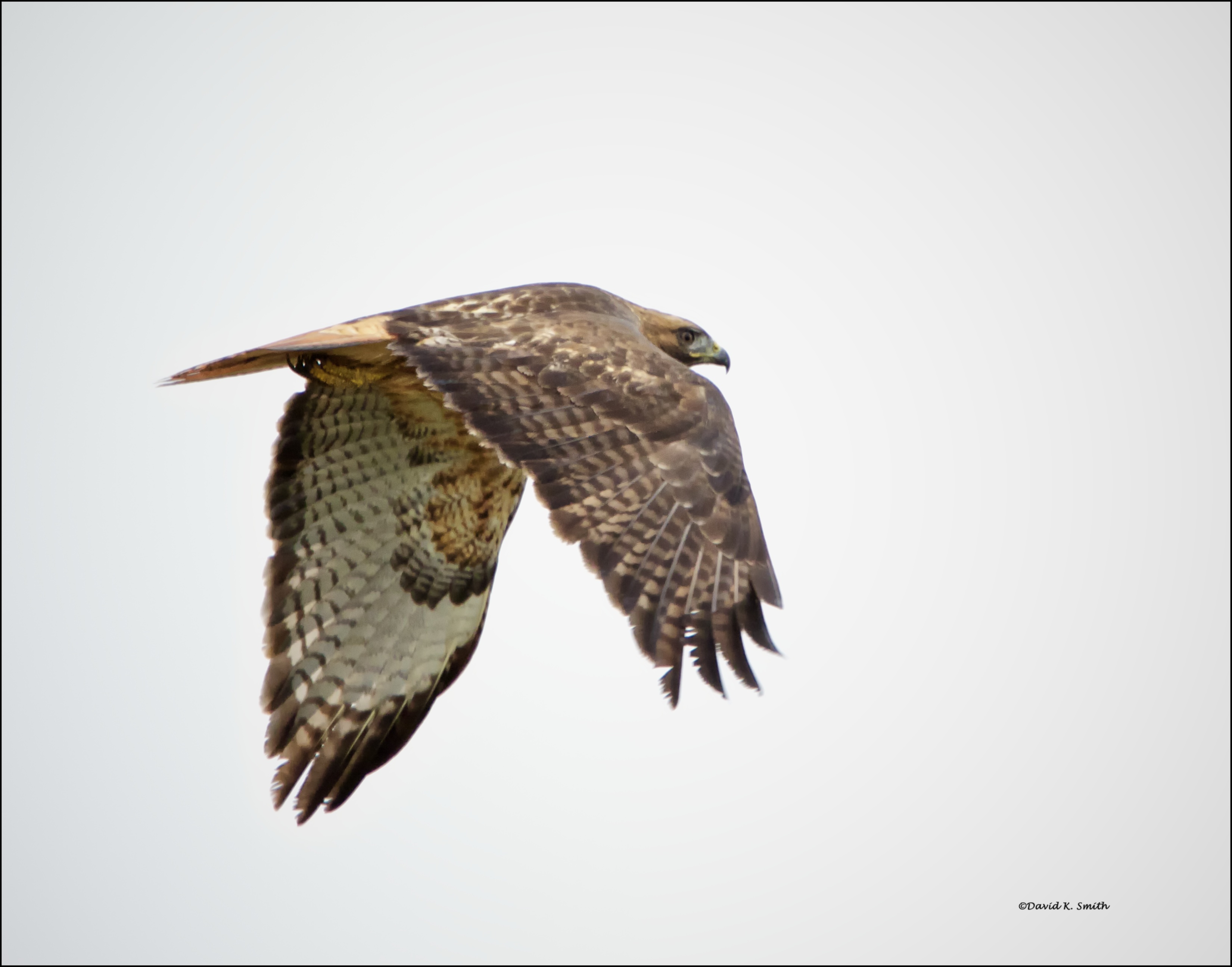 Red Tail Hawk -- Just Leaving