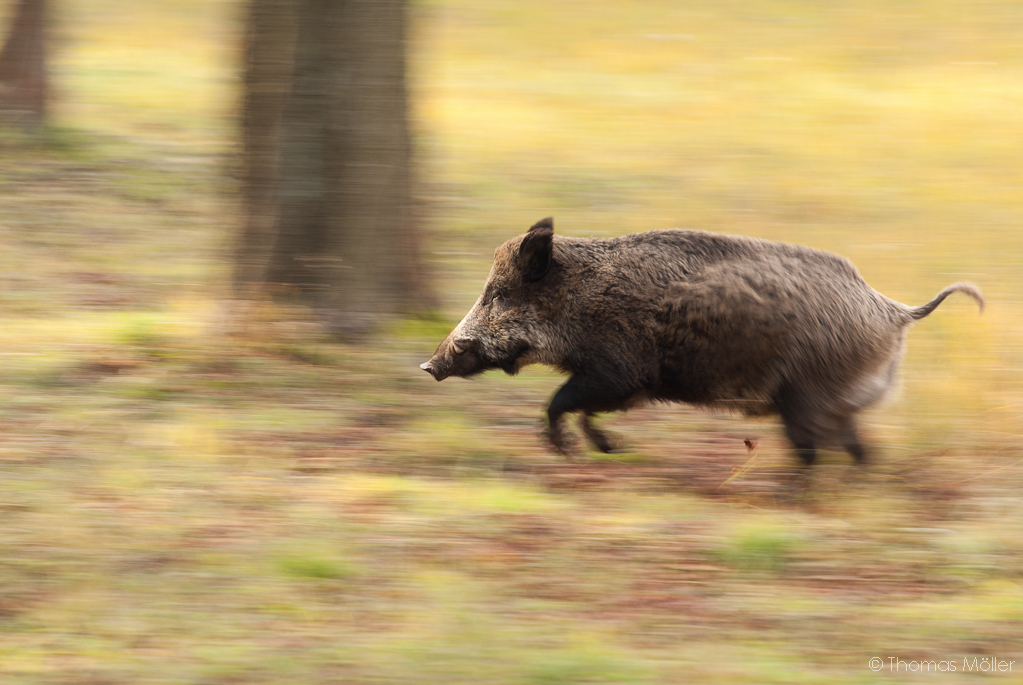 Wildschwein