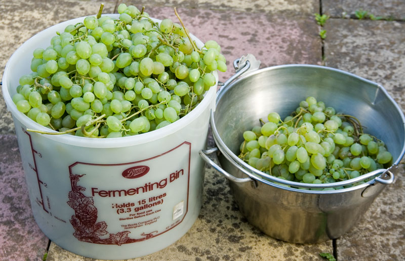 3448-Grapes 2006.jpg