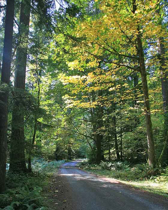 A forest road