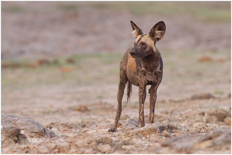 Wild Dogs, Chobe Riverfront