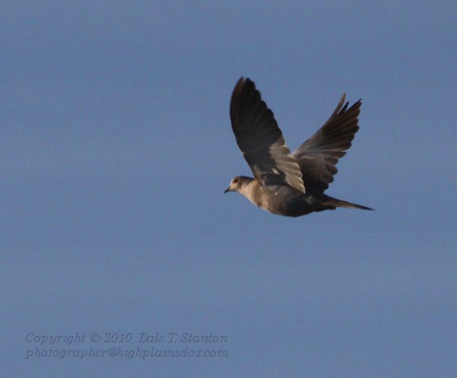 Euro Collared Dove - IMG_8213.JPG