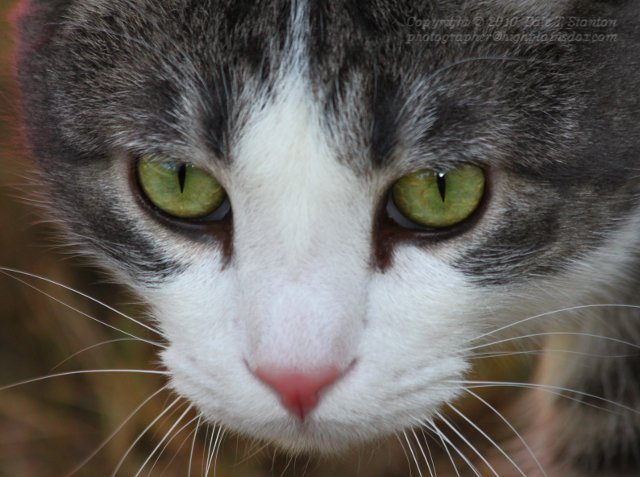 Buster - IMG_8166.JPG