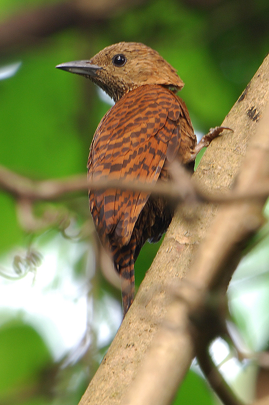 DSC_8650wp.jpg