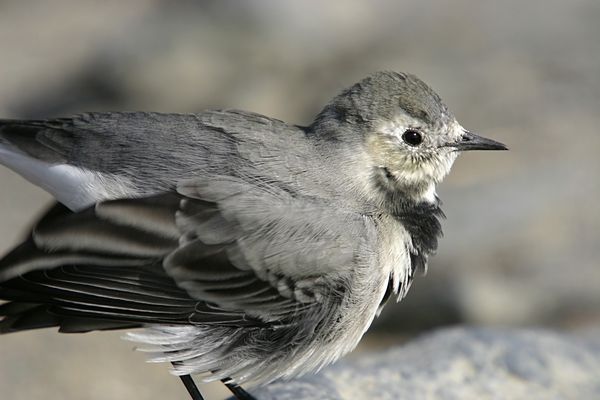 White wagtail (Motocilla alba)