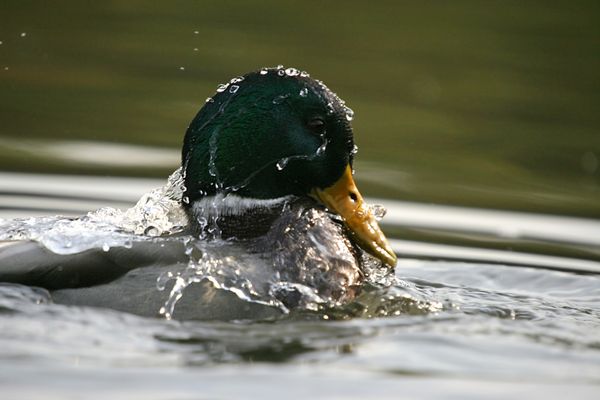 Mallard (Anas platyrhynchos)