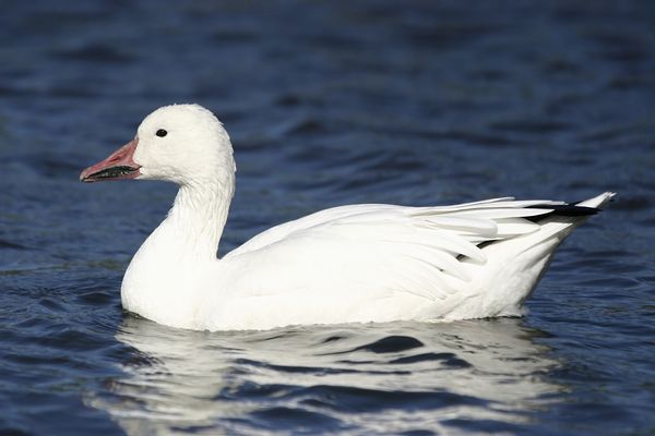 Snow Goose (Anser caerulescens)