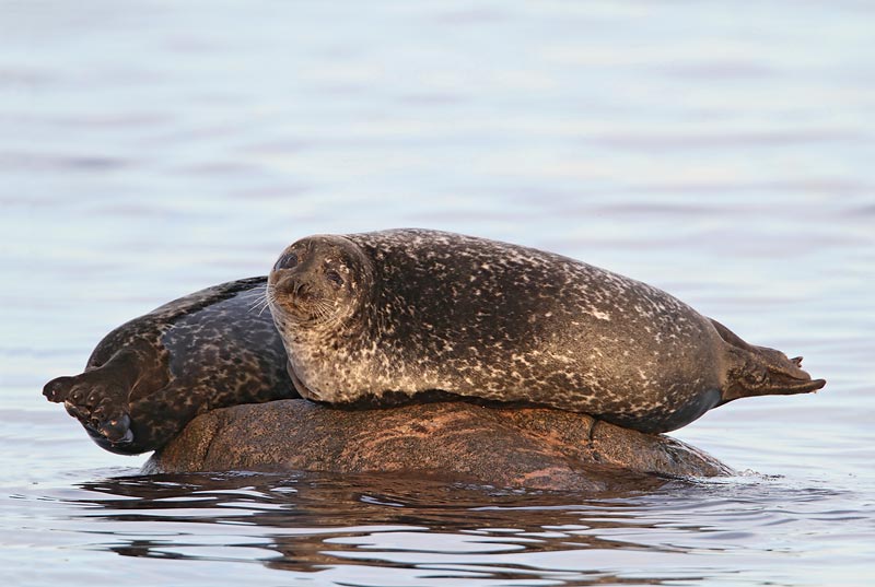 Common Seals,    in evening light