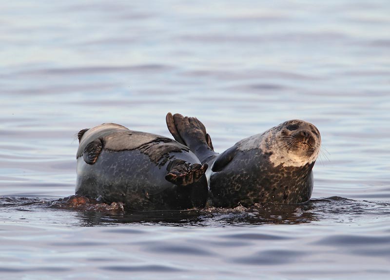 Common Seals, in evening light