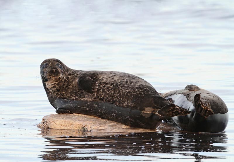 Common Seals, in evening light