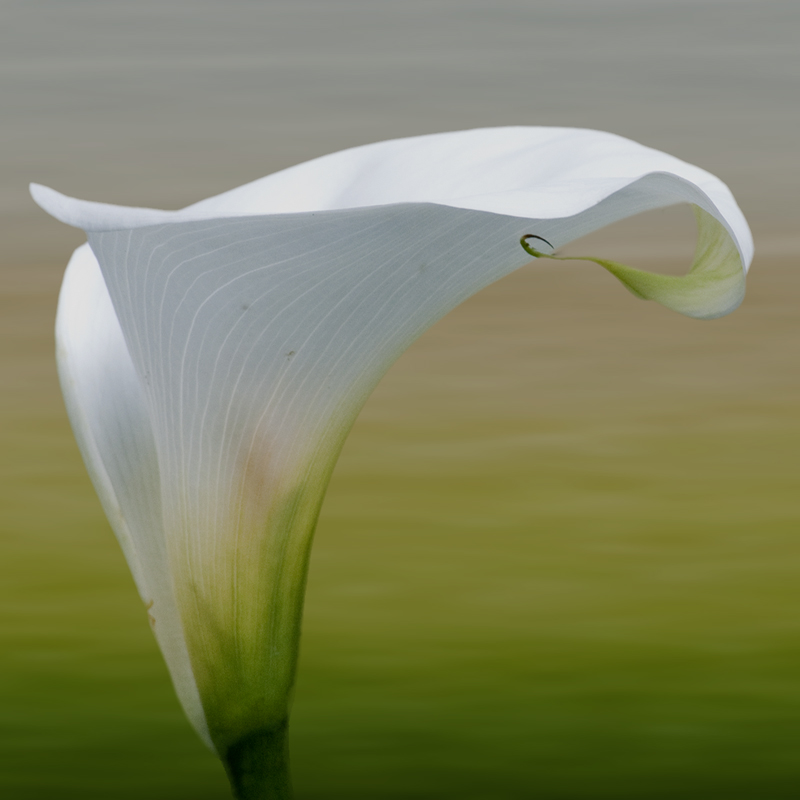 Calla lily with adjusted bg