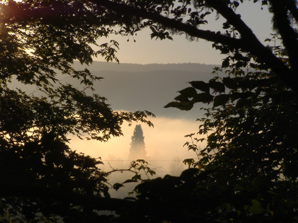 Golden morning fog by Lois Ann