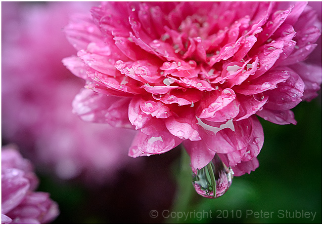 Chrysanthemum.