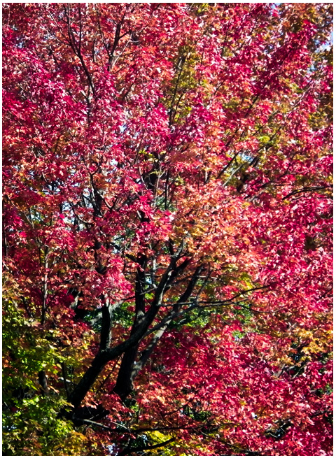 Even more fall colours.