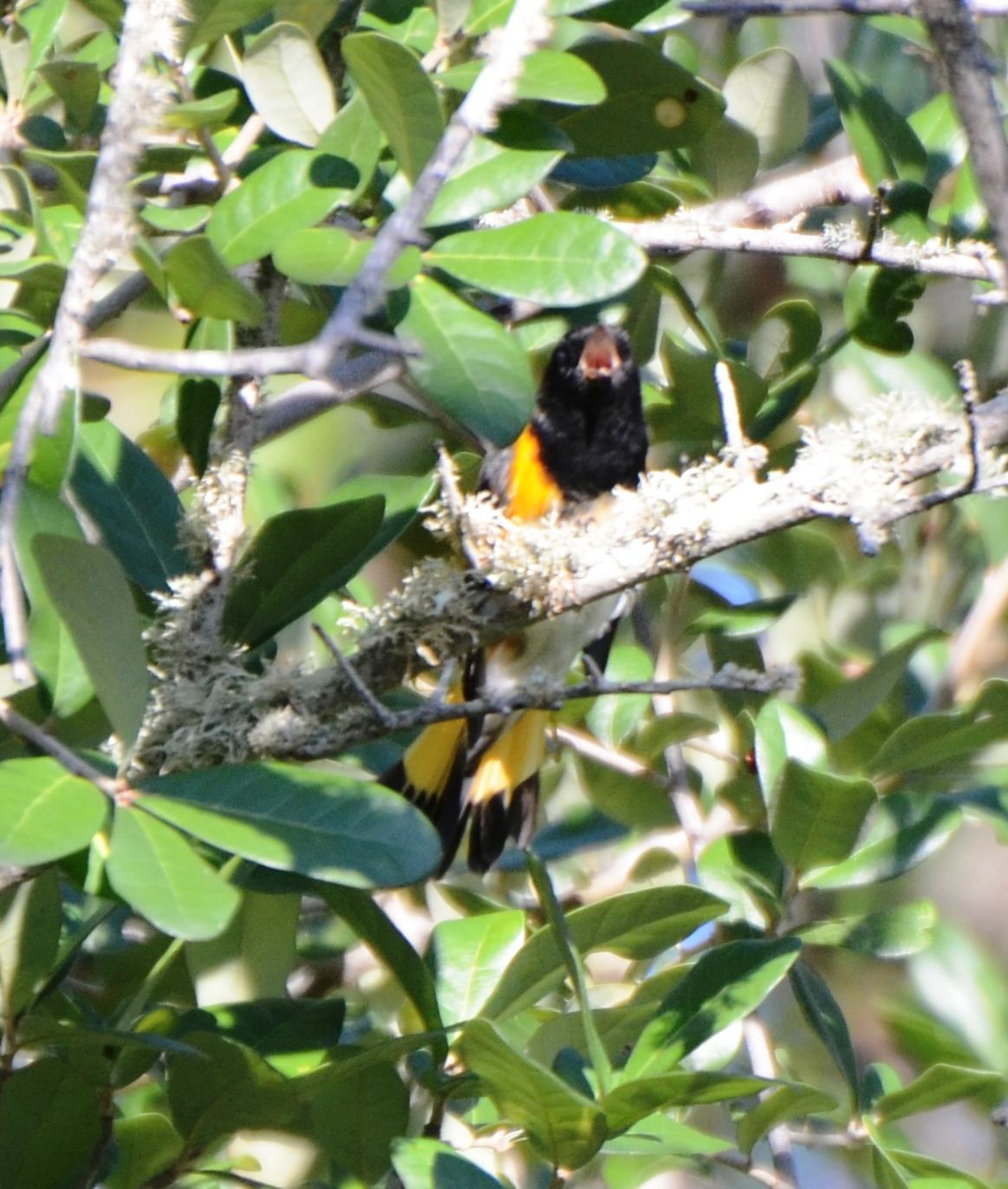 American Redstart, Male