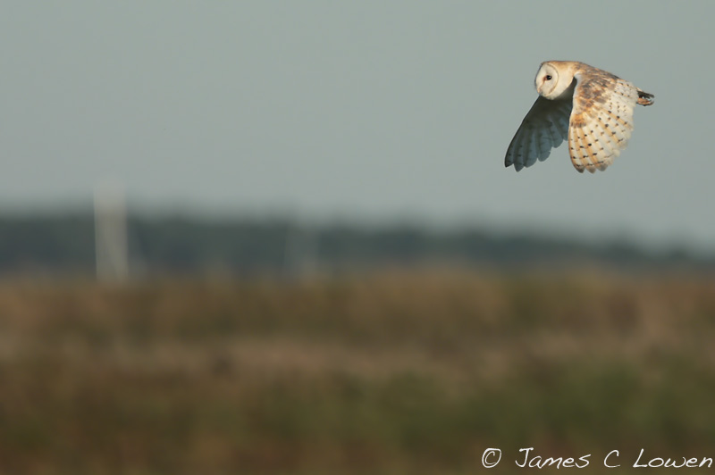 Barn Owl