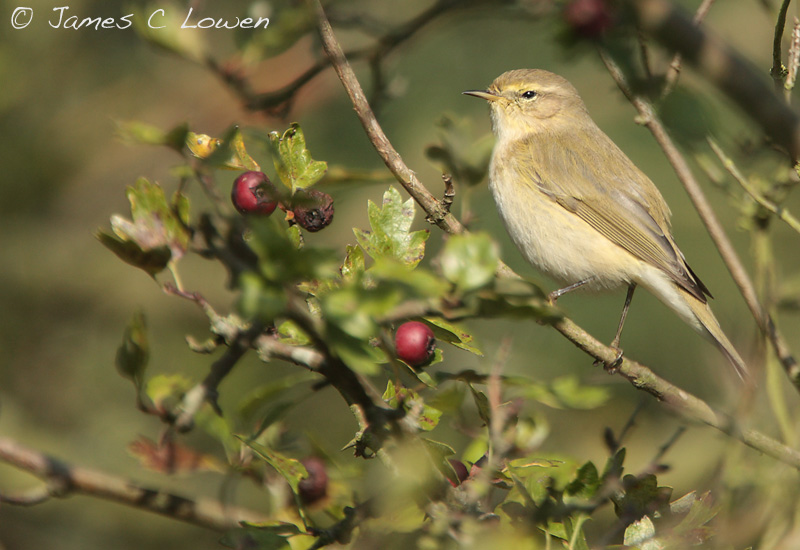 Chiffchaff