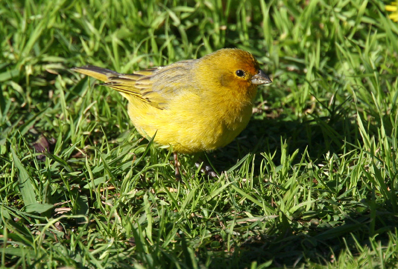 Saffron Finch