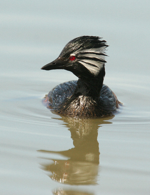 White-tufted Grebe