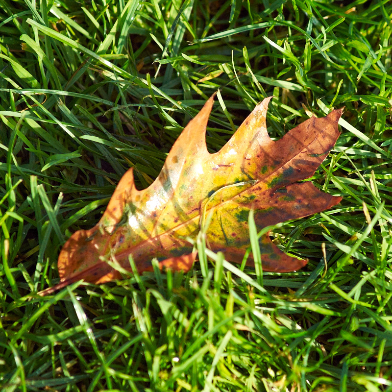 2011-10-09 Leaf