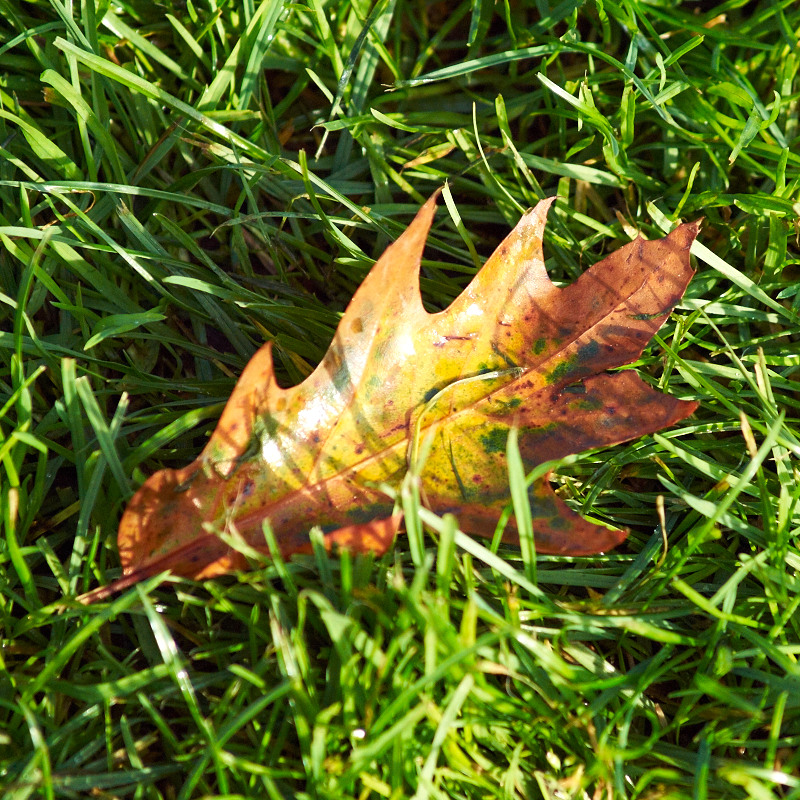 2011-10-09 Leaf
