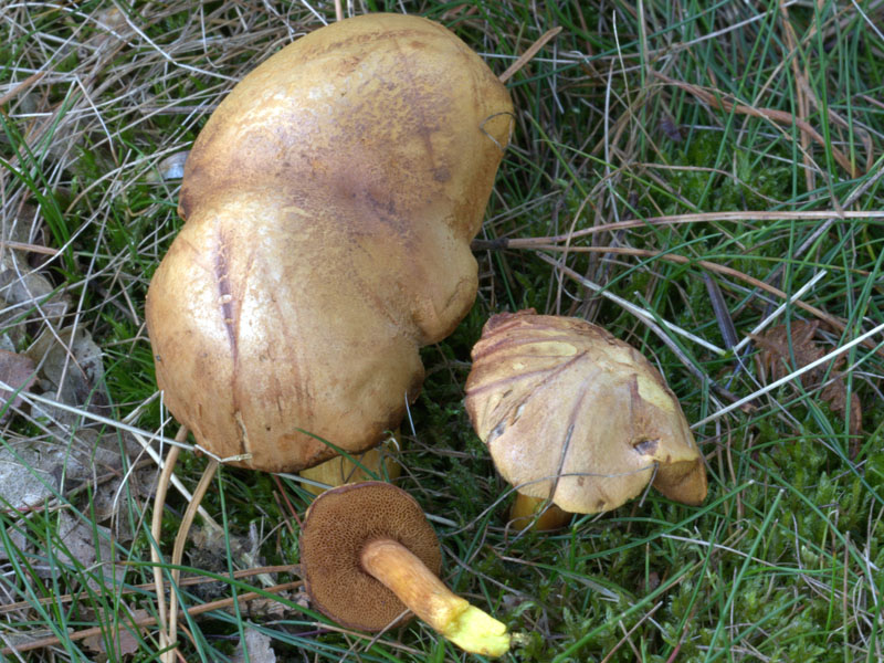 Suillus bovinus  (Bovine Bolete.)