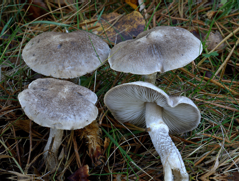 Tricholoma cingulatum ( Girdled webcap )