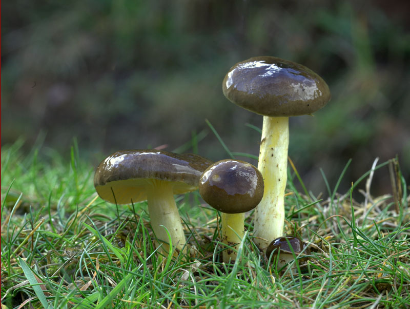 Hygrophorus hypothejus  ( Herald-of-Winter )